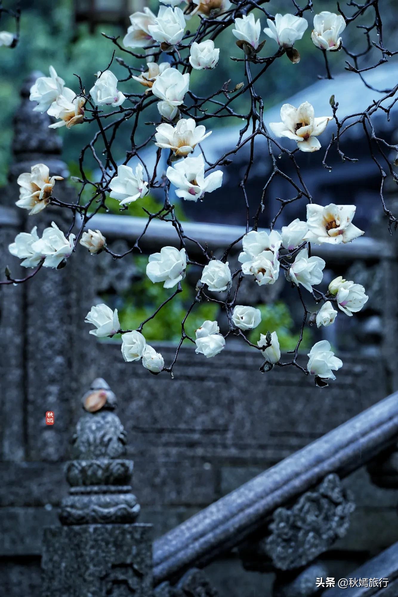 雨中赏樱别有意境,雨中赏玉兰美句