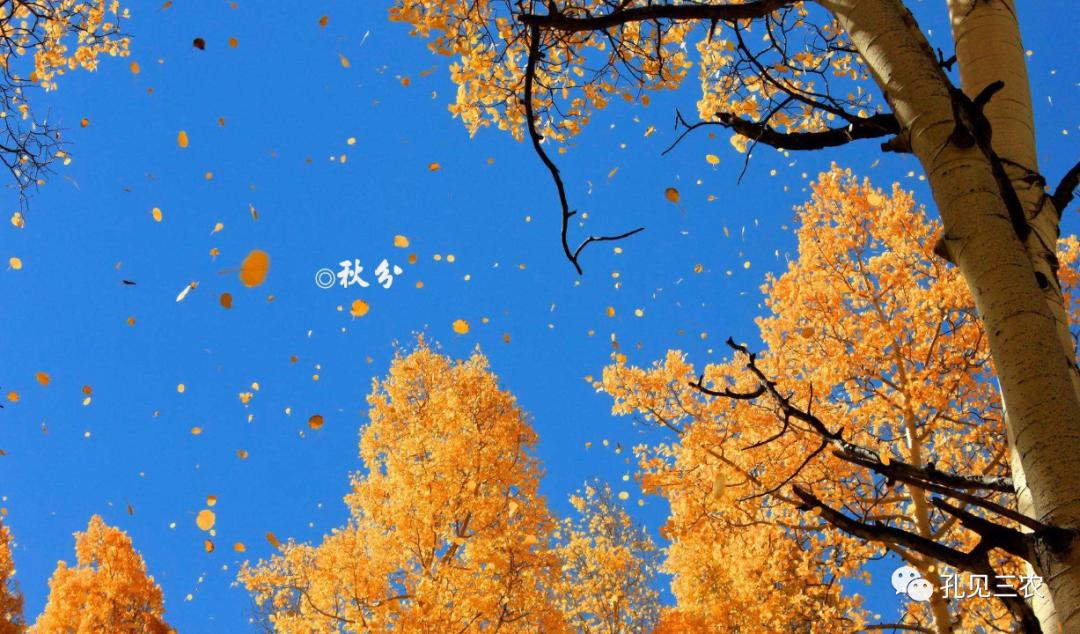 今天是秋分上午好问候图片,今天是秋分节的感悟