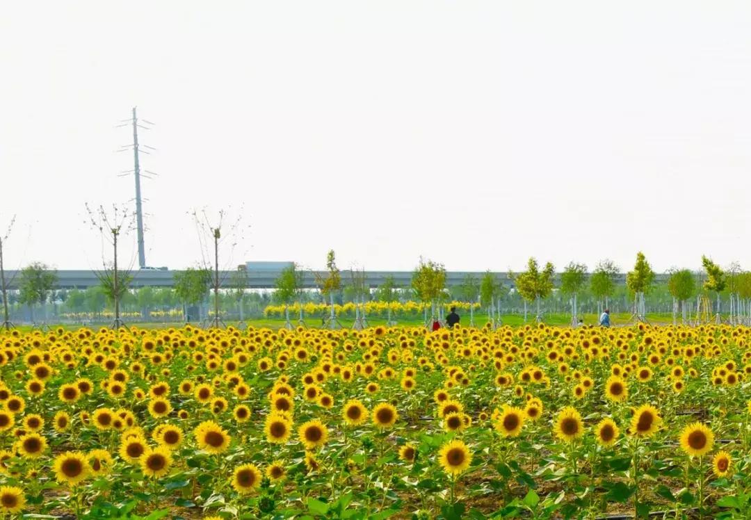 七彩花田向日葵视频,新向日葵花海视频