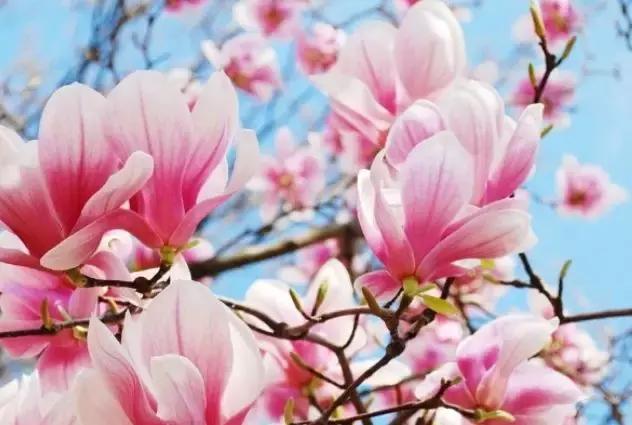 最适合赏花的花,视觉盛宴五种赏花名花供您选择