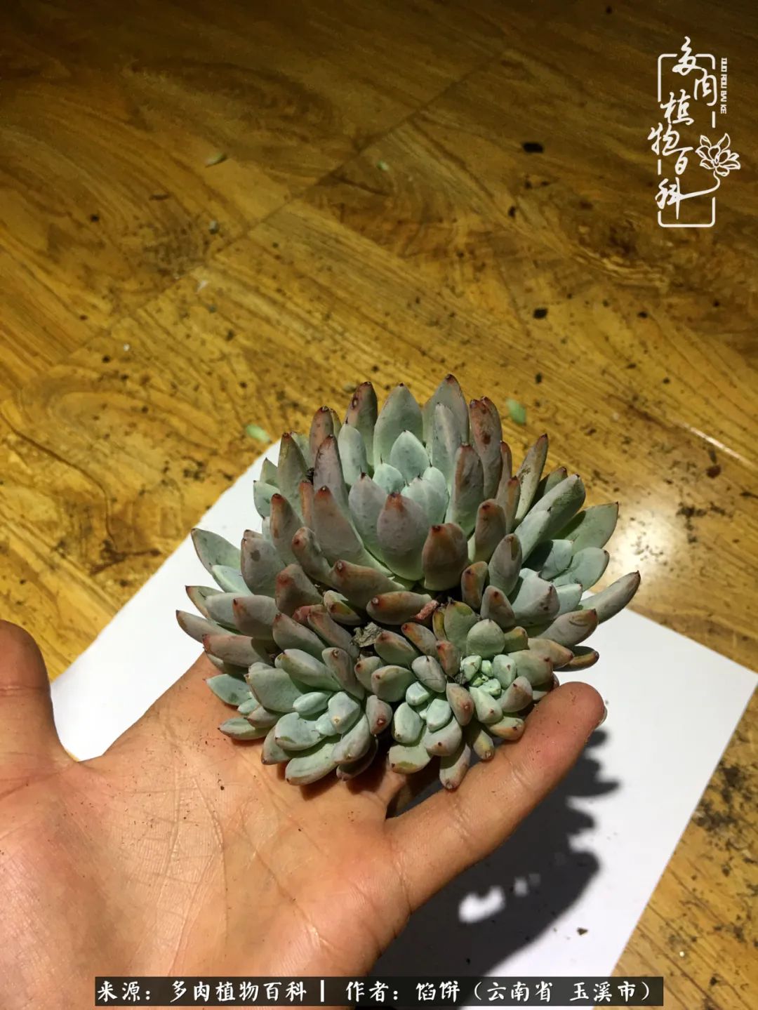 多肉对比图片,多肉对比高清图