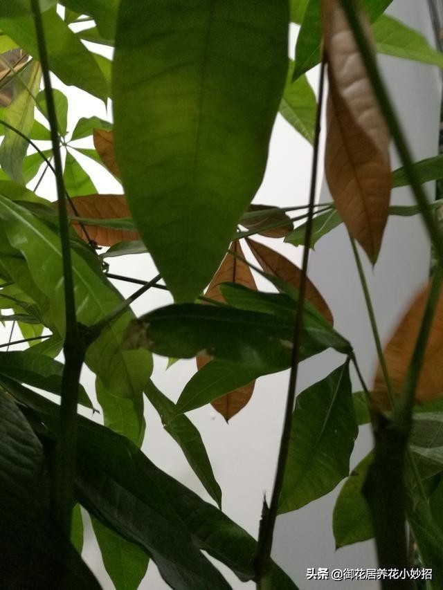 发财树有什么养花技巧,养花技巧发财树怎么养护