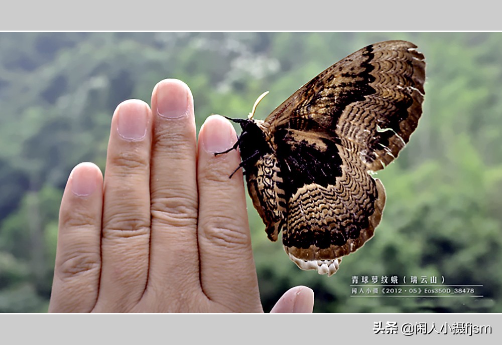 摄影有创意的竖屏月季花图片,青球箩纹蛾图片