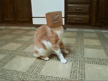 猫咪一副听不懂人话的样子,猫咪一副不太聪明的样子