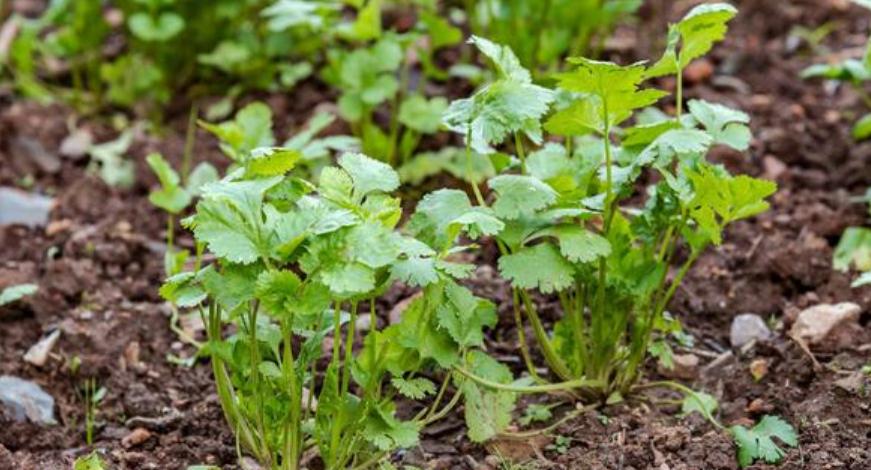 具体介绍一下香菜的一些种植方法,香菜种植时间和方法家庭种植香菜
