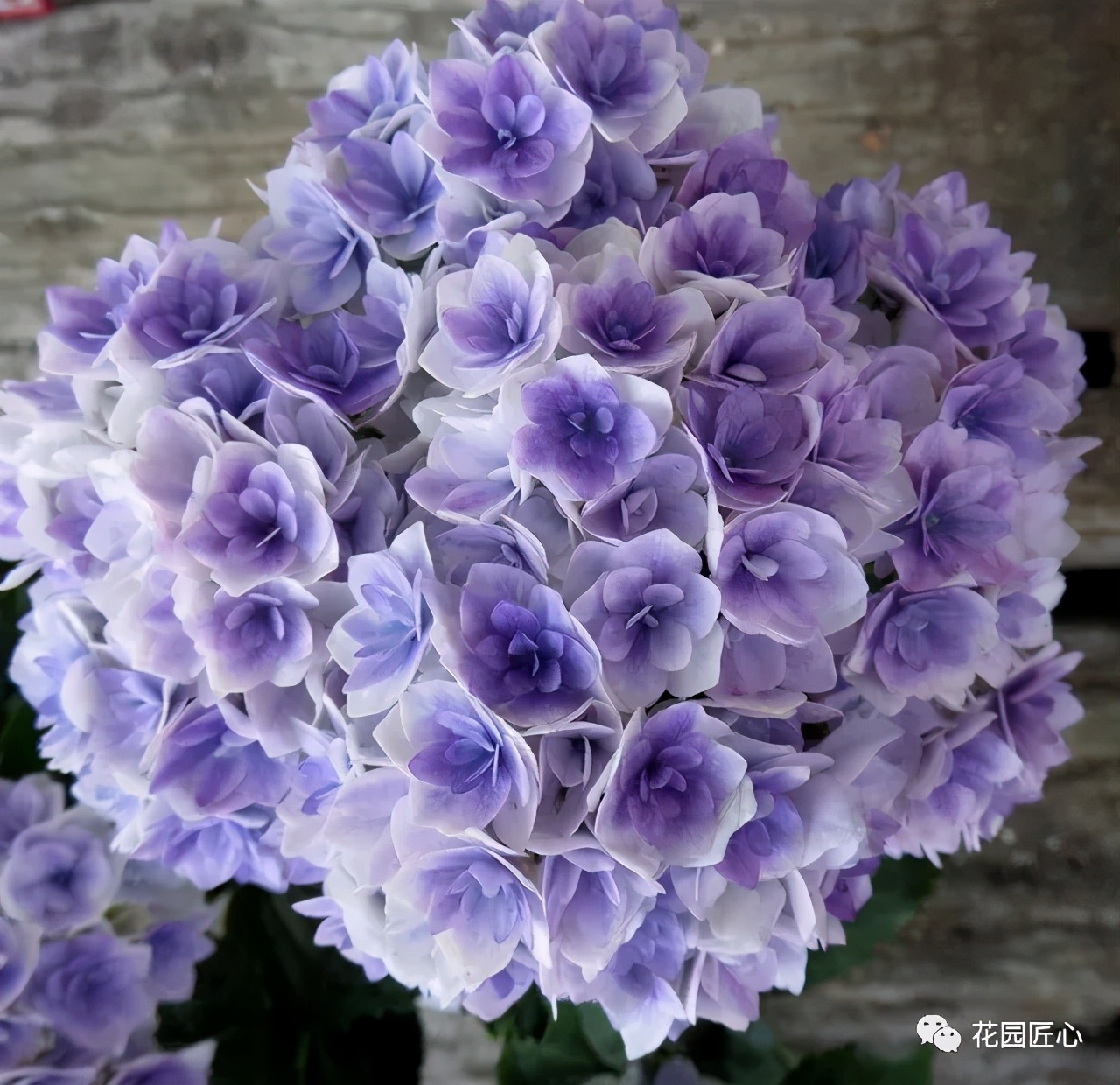 春季绣球叶子发皱怎么回事,夏季绣球老叶子都干枯怎么处理