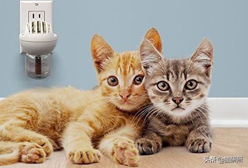 疫情出不去猫咪绝育拆线怎么办,猫咪发情期间能做绝育手术吗