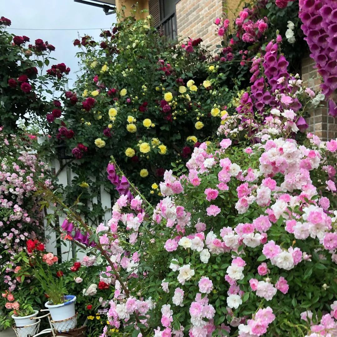 太毒了！“别人家”的月季花园，美到让人窒息