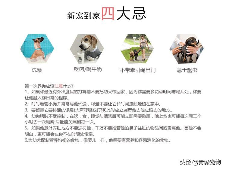 【宠物大学问】狗狗能吃虾吗？