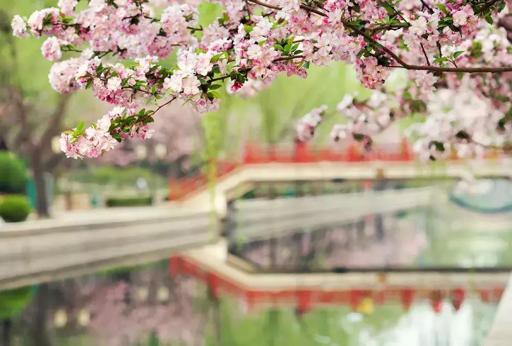 最适合赏花的花,视觉盛宴五种赏花名花供您选择