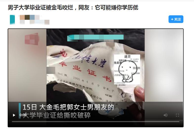 有一种痛,是你的宠物嫌你学历低了