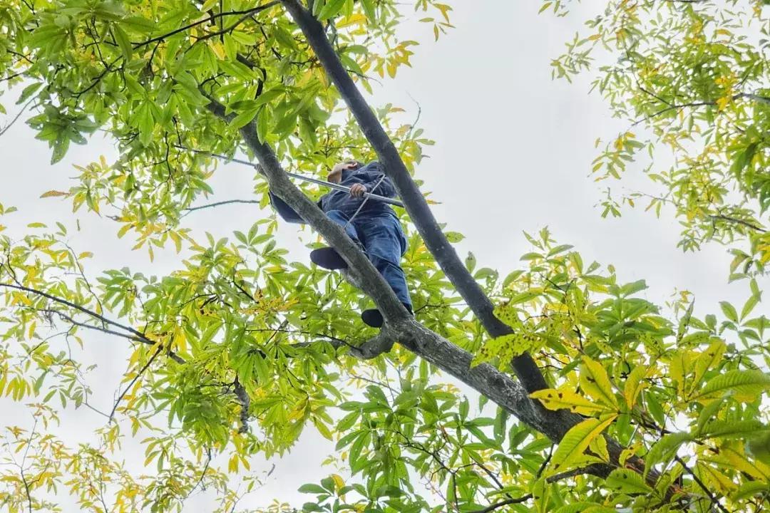 临安哪里的山核桃最好,杭州临安山核桃排名第一