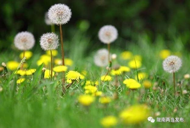 茶香四溢的蒲公英茶,清新蒲公英茶满满自然滋味
