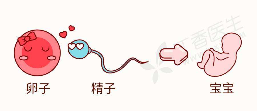 精子卵子结合后体温会升高吗,精子和卵子结合时的母体反应