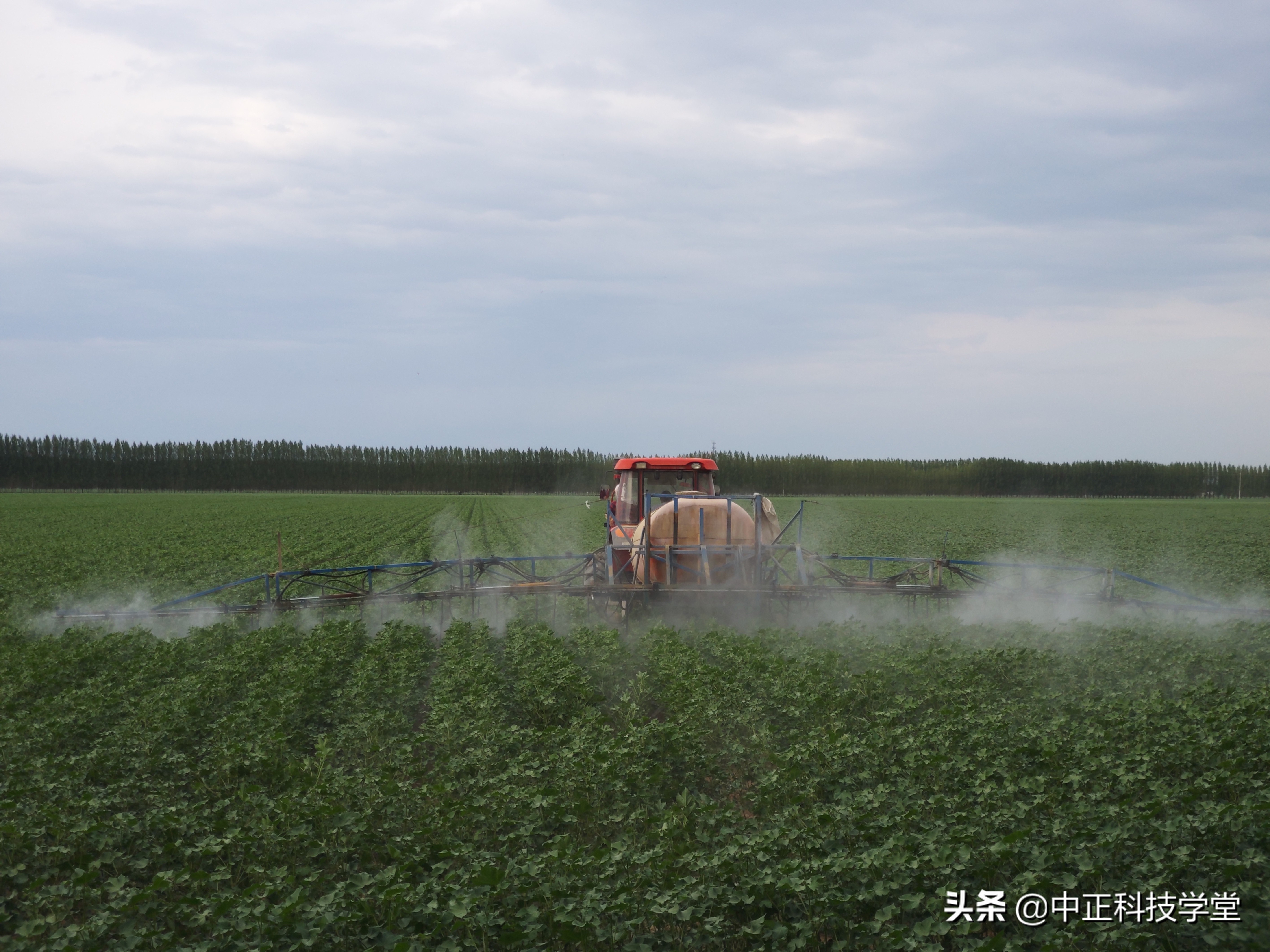 棉花缺肥的各种症状,棉花枯黄萎病怎么发生的