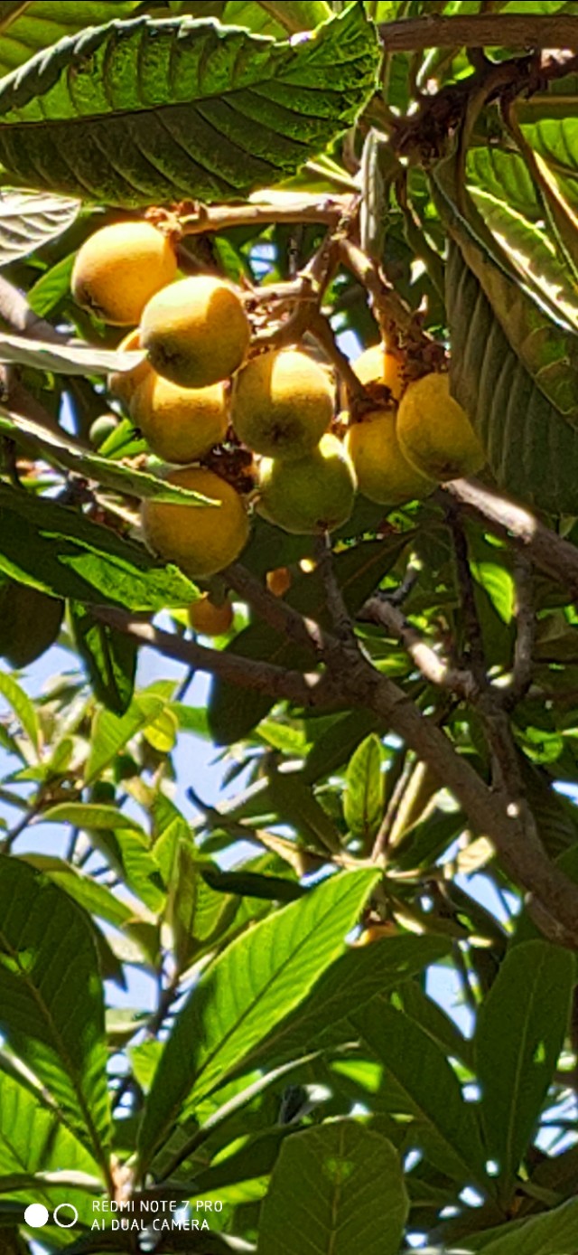 家乡的枇杷黄了,临安哪里有枇杷