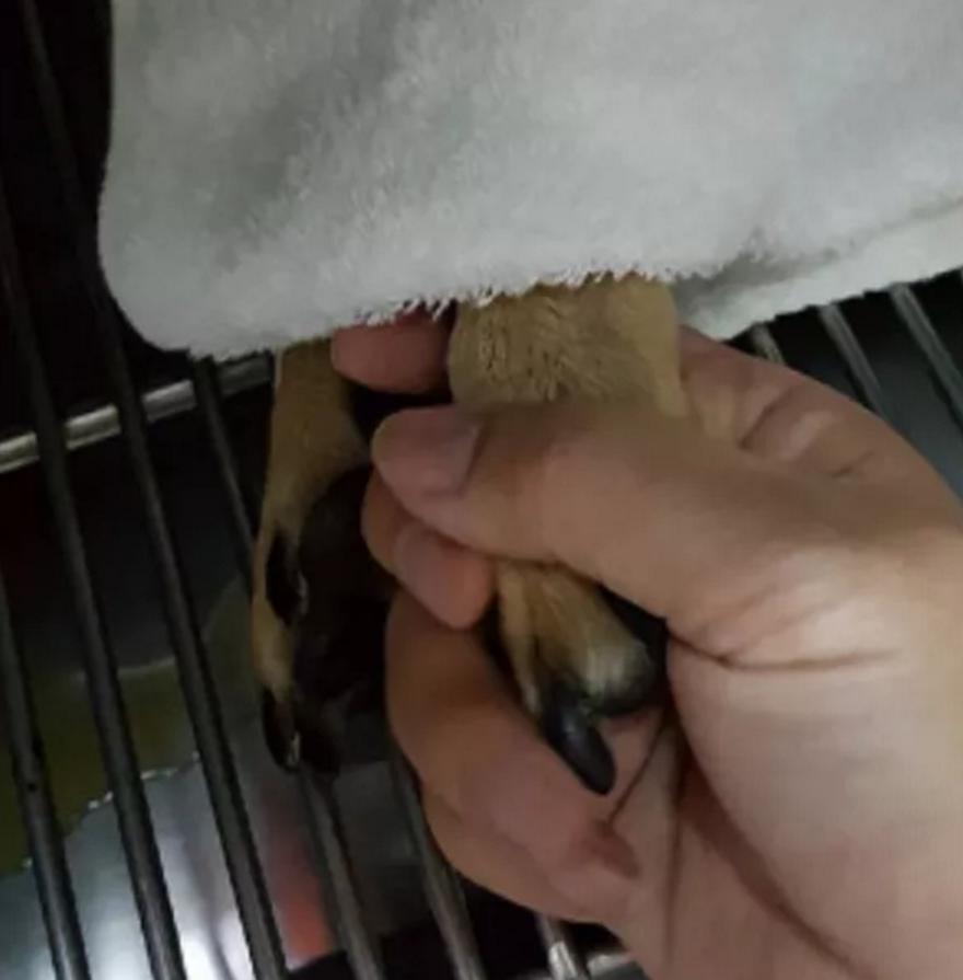 狗狗吃火龙果主人以为死了,狗狗吃牛油果后死亡