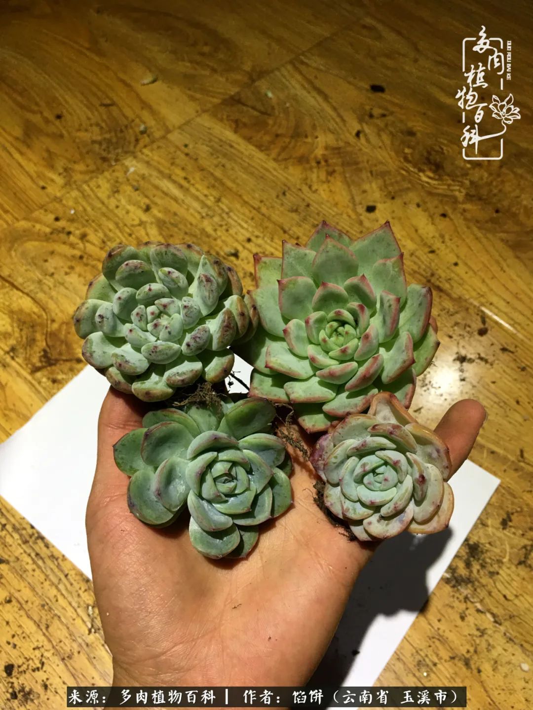 多肉对比图片,多肉对比高清图