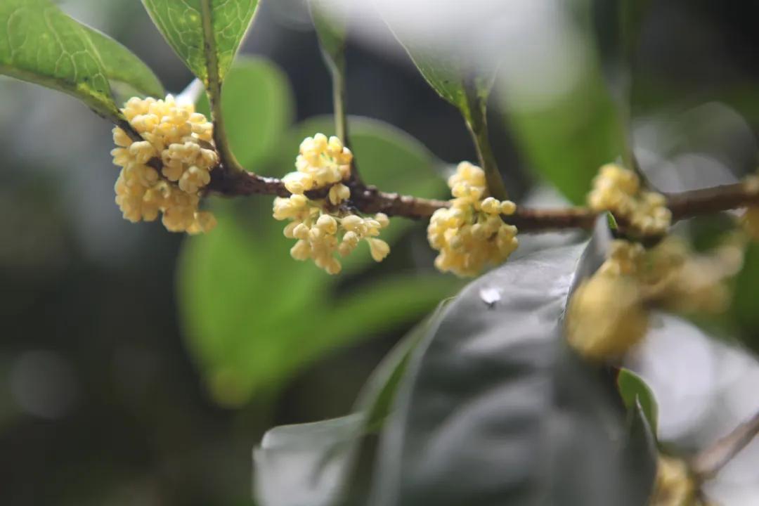 秋分来了,今天有个重要的节日!杭州何时入秋?警惕“秋老虎”