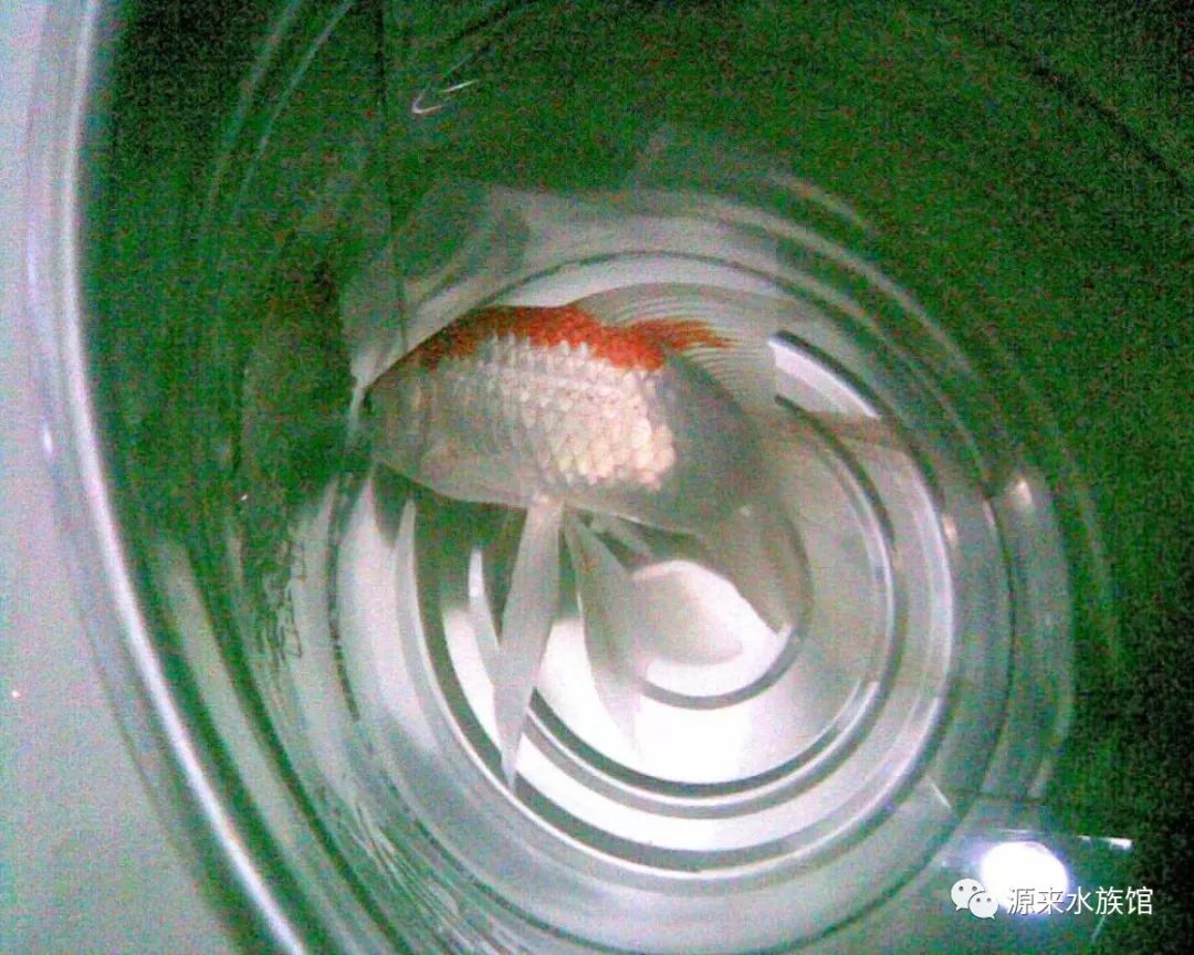 鱼鳔病能不能让鱼自愈,鱼得了鱼鳔失调症怎么办