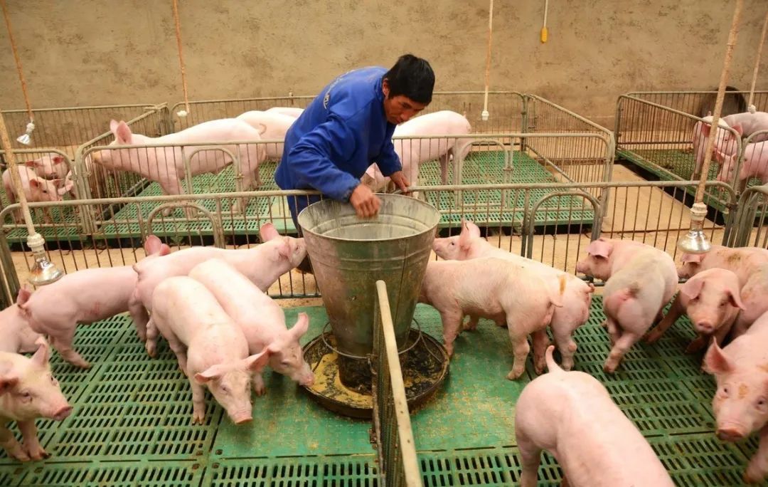 仔猪拉稀怎么治效果最快好,仔猪拉稀怎么治最有效的方法