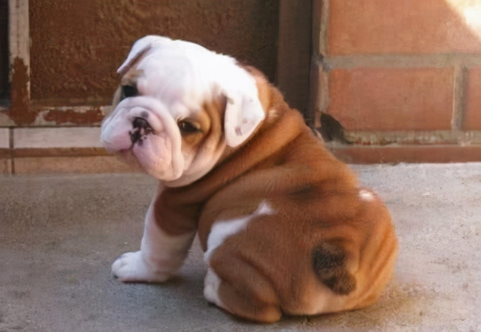 狗狗拉屎正常是什么样的,狗狗拉大便正常的姿势