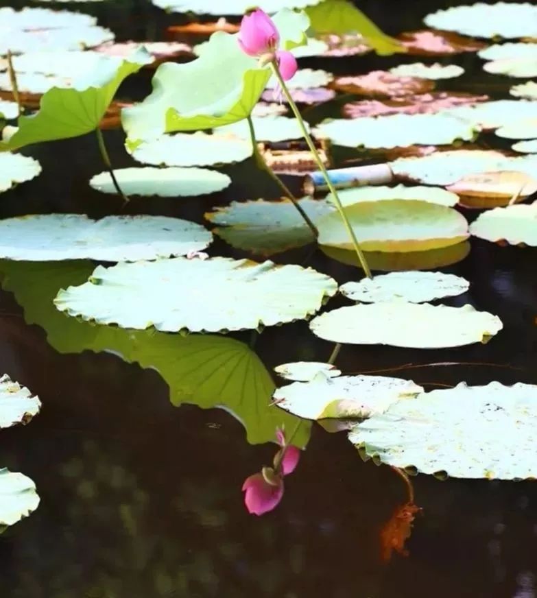 干货丨在广州来这拍照就对啦，制霸朋友圈从今天开始