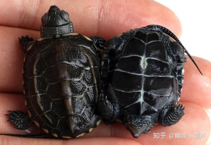 百龟图片,百龟高清图片大全