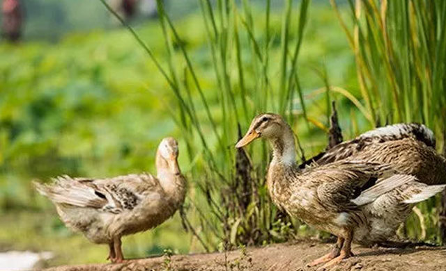 鸭子头颈歪了怎么办,鸭子出现浆膜炎怎么引起的