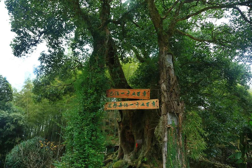 夏天泰顺避暑,泰顺度假胜地