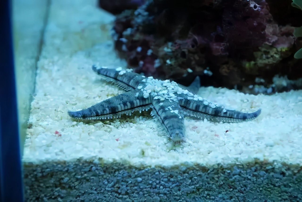 海精灵鱼友快问快答，这些你都知道吗？