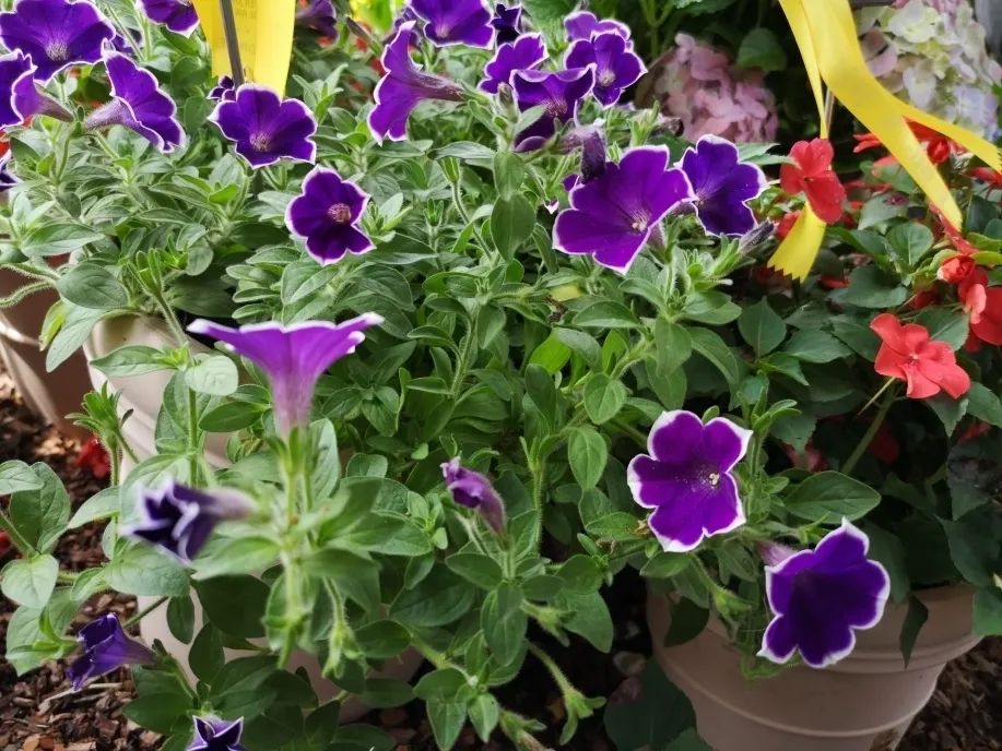 这个花展上的新优品种，为什么这么美？