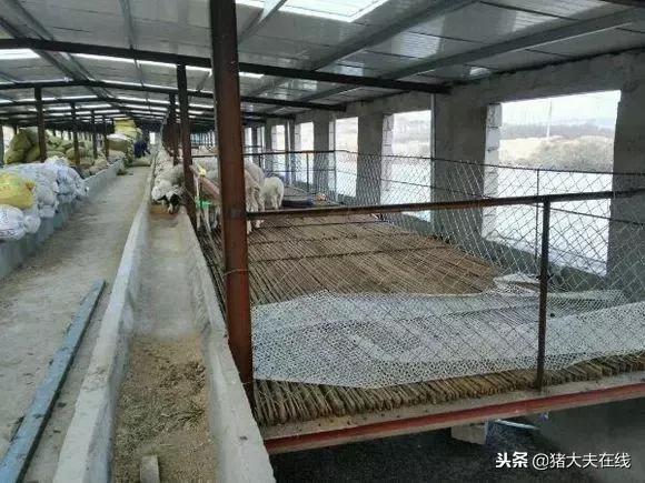 一条龙羊场,最大羊场