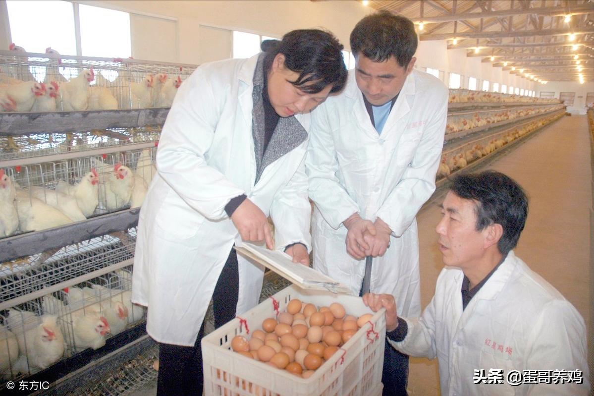 禽流感正高发,养鸡的防控形势