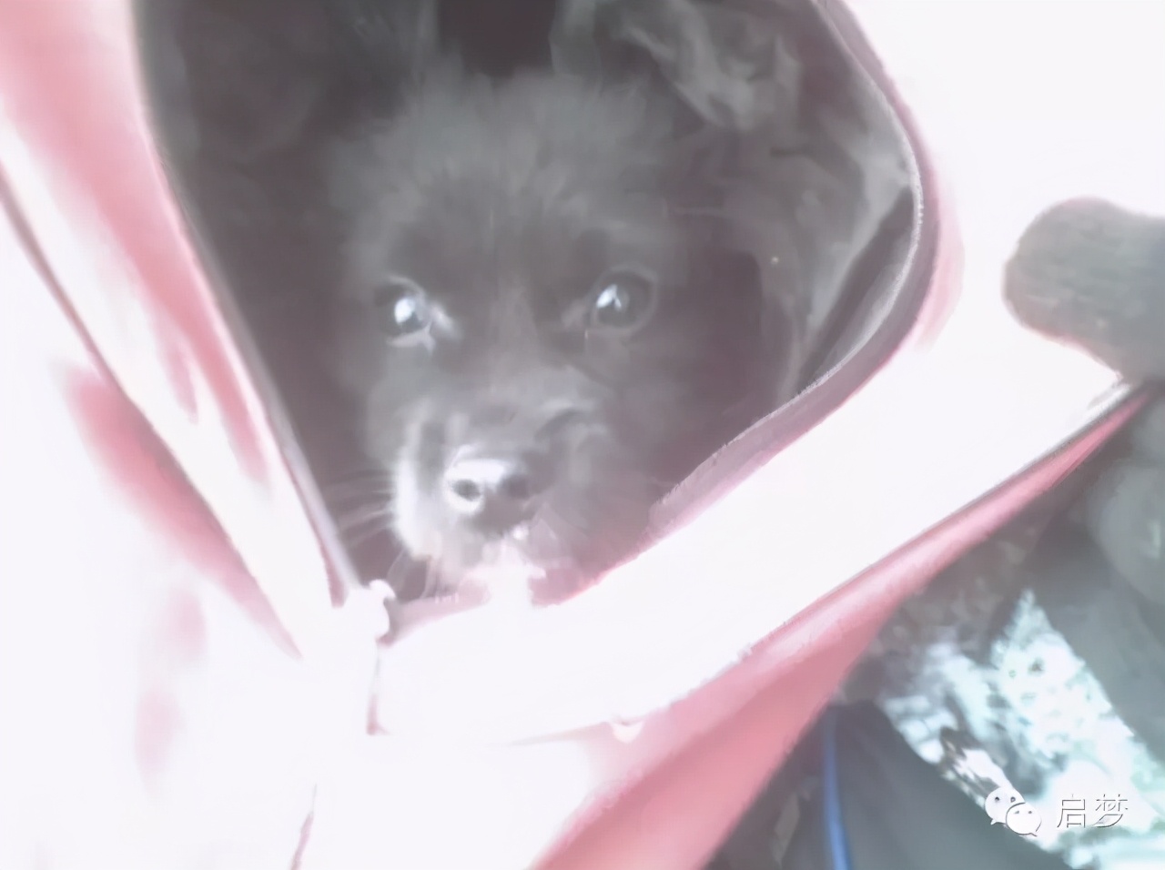 宠物去世你还会再养一只吗,狗狗病死还想再养一只