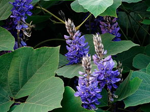 纯天然野生的葛根,野生葛根全株图片