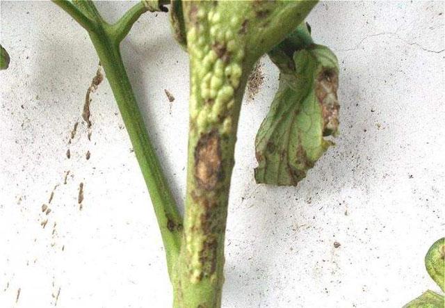 番茄种植,溃疡病传播快,危害大,难以控制,该如何进行防治呢?