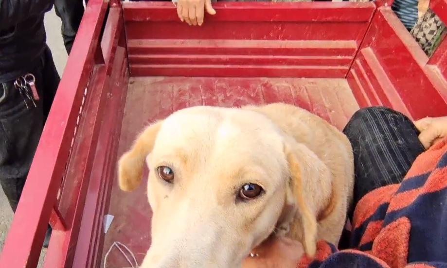 河南：620！百般不舍的拉布拉多易主，大妈泪别：这狗是感情动物