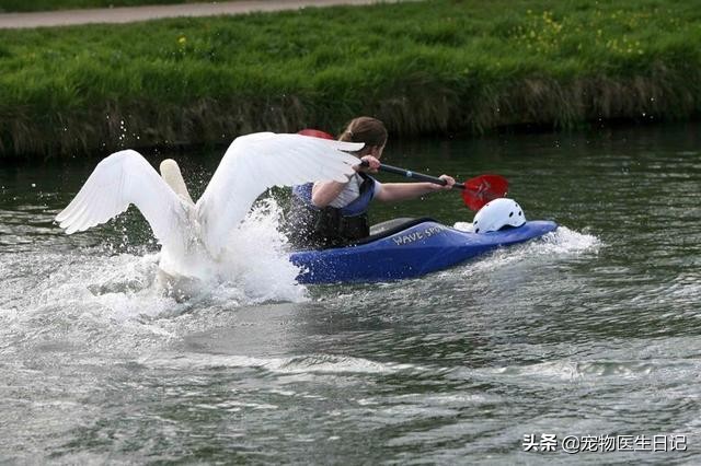 当“村霸鹅”前往英国,会不会有另一副景象?鹅:现在请叫我国霸