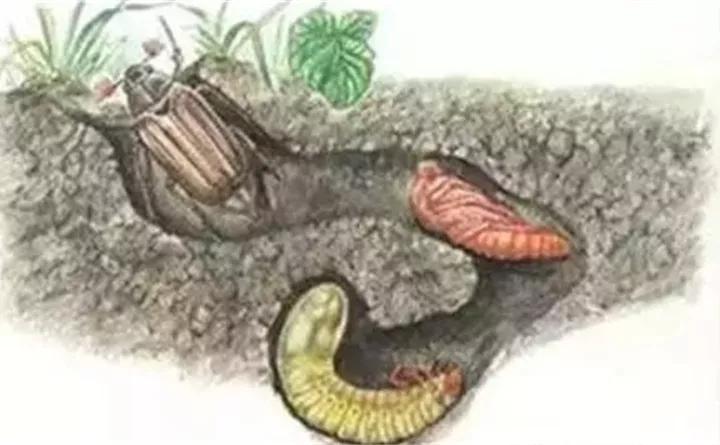 养花的虫害分类及防治,养花如何预防虫害视频教程