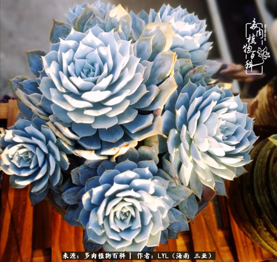 养多肉一年花了3万,养多肉一千多盆