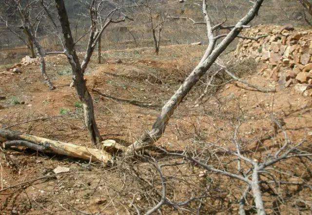 石榴树冬天要做什么防护不被冻死,冻害的石榴树怎么修剪管理