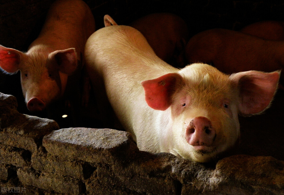 猪价如期上行开启史诗级金猪行情,猪价趋稳元旦能否再现上涨