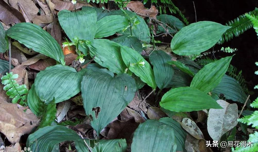 荷瓣兰最好的兰花品种排行,腋唇兰和春兰的区别