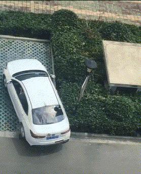 成精了，这家伙居然学会练瑜伽了