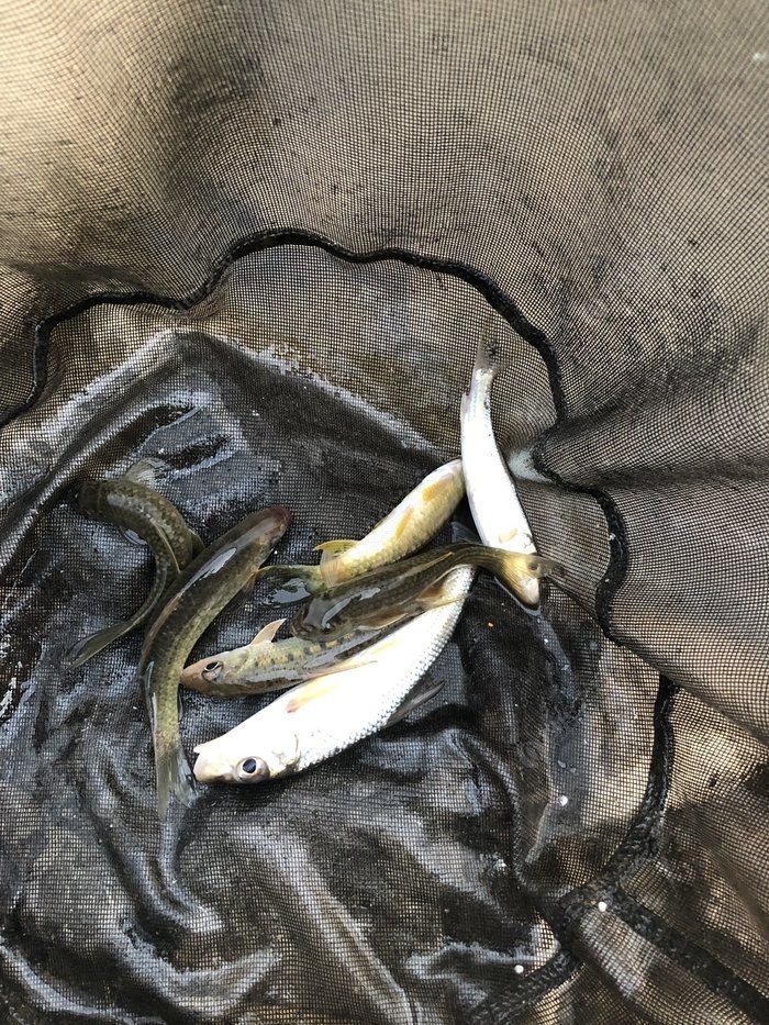 水底小鱼多就会没大鱼,自然水域没鱼情