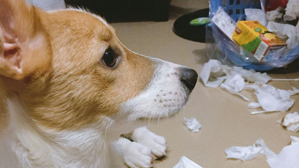 狗狗翻垃圾桶怎么处罚责骂都没用,其实解决方法很简单