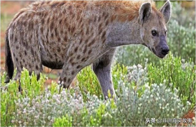 非洲女孩讲述,在野外深夜,看到6个巫师游荡,满脸是血