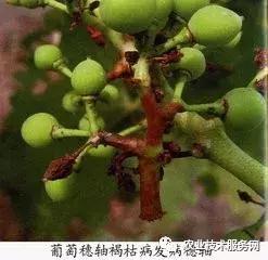 葡萄花前主要病害,葡萄病害图片大全大图