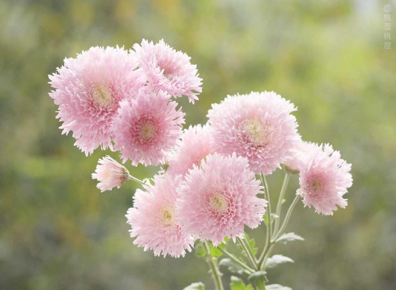 泰迪向日葵菊花,泰迪向日葵和玫瑰